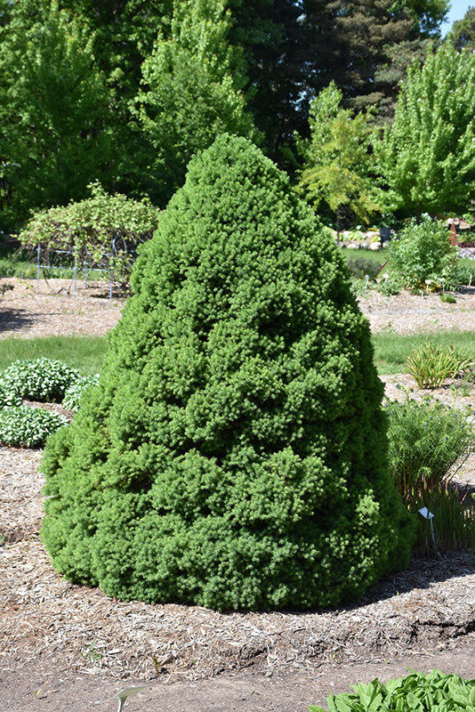 Picea glauca 'Conica'