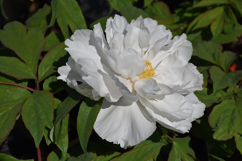 Paeonia suffruticosa 'Renkaku'