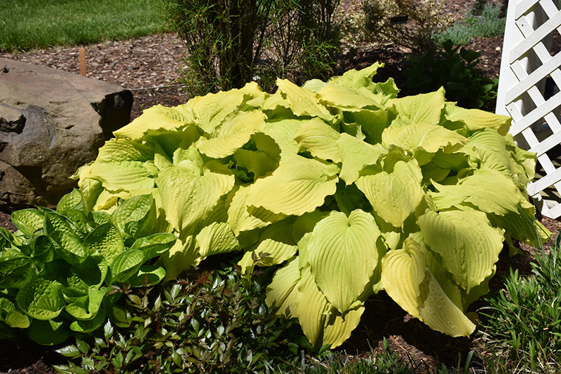 Hosta 'Dancing Queen'