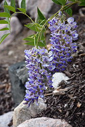 Wisteria macrostachya 'Blue Moon'