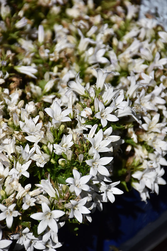 Campanula 'Ambella White'