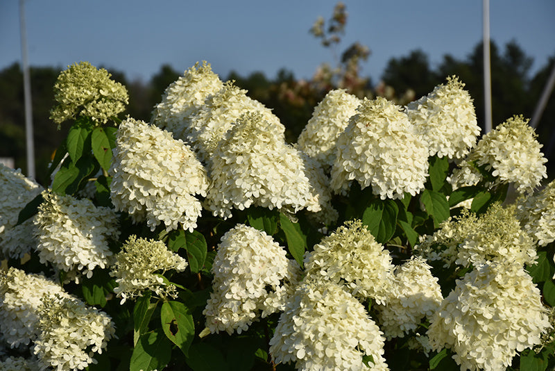 Hydrangea paniculata 'Limelight'