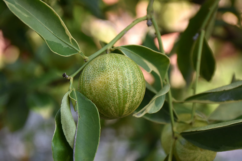 Fortunella margarita ‘Centennial’