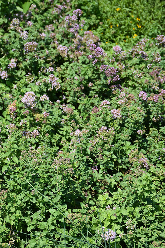 Origanum laevigatum ‘Hopley’s Purple’