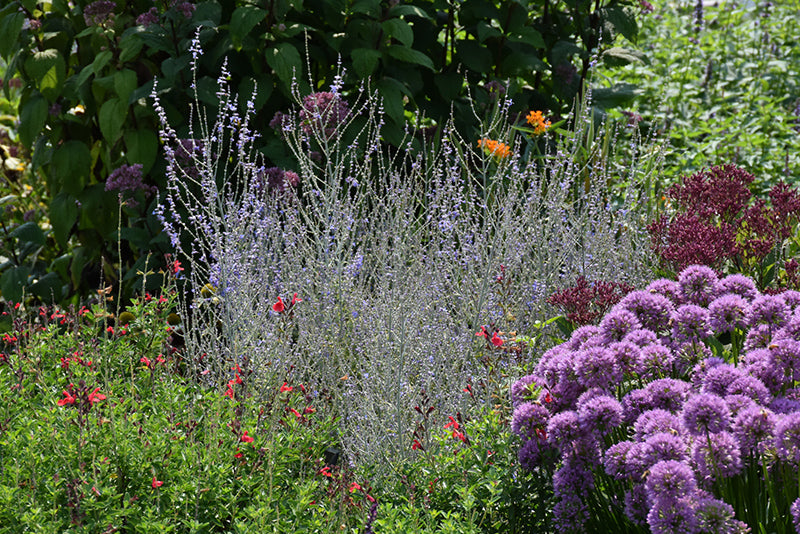 Perovskia atriplicifolia 'Little Lace'