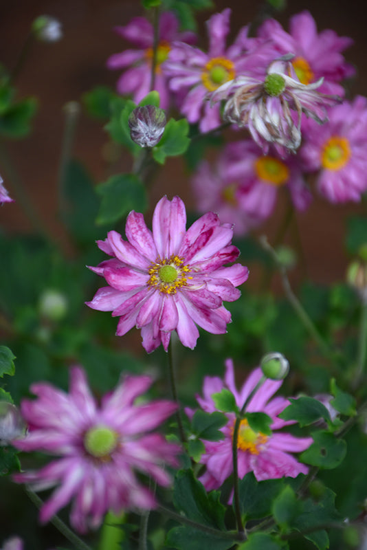 Anemone 'Fall in Love Sweetly'
