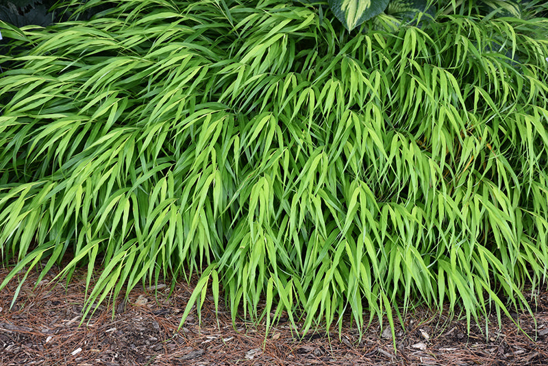 Hakonechloa macra 'All Gold'