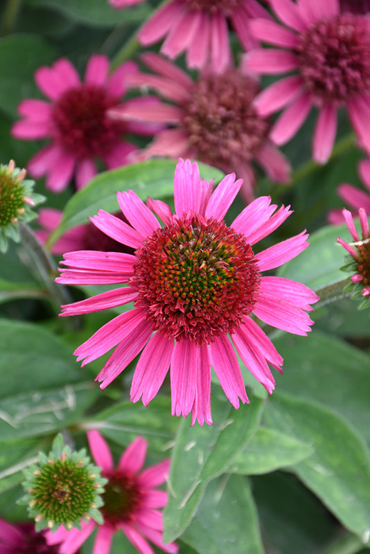 Echinacea 'Delicious Candy'