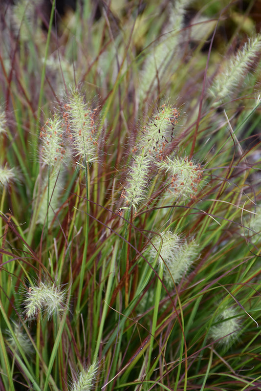 Pennisetum alopecuroides 'Burgundy Bunny'