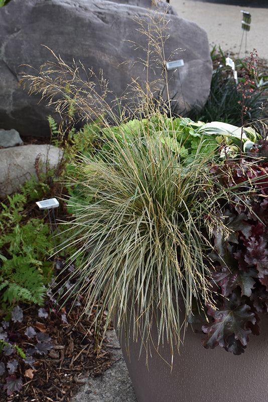 Deschampsia cespitosa 'Northern Lights'