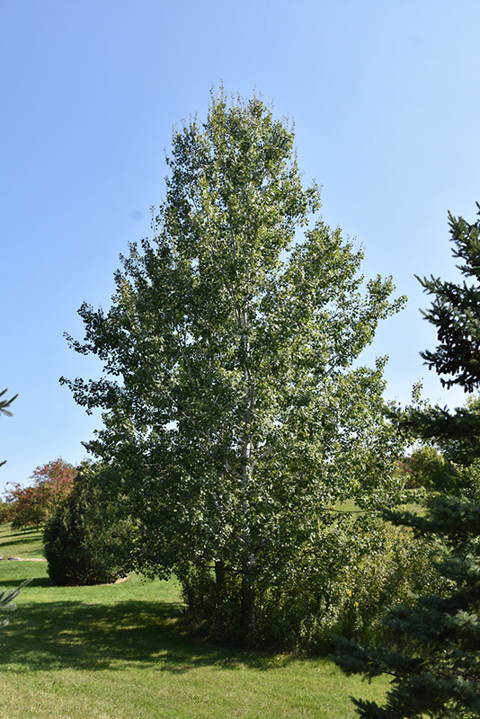 Populus tremuloides