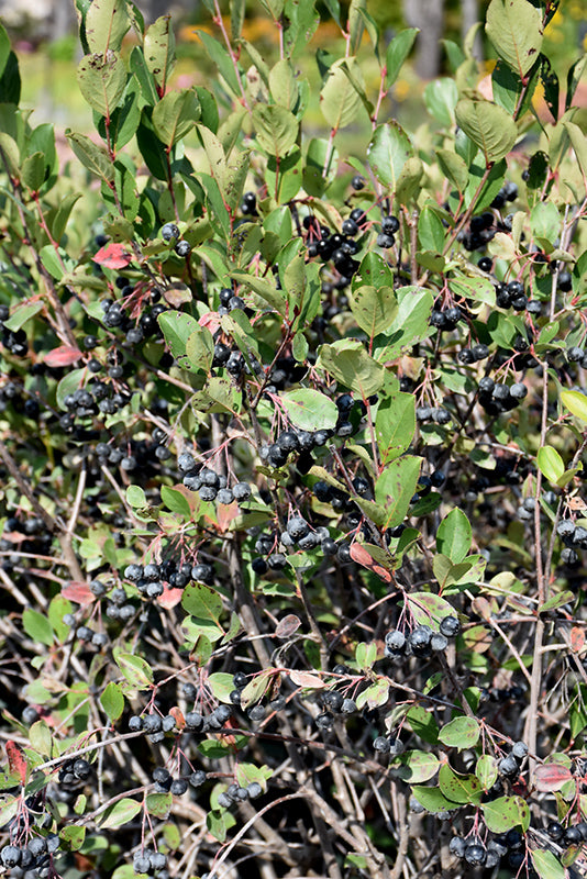 Aronia melanocarpa