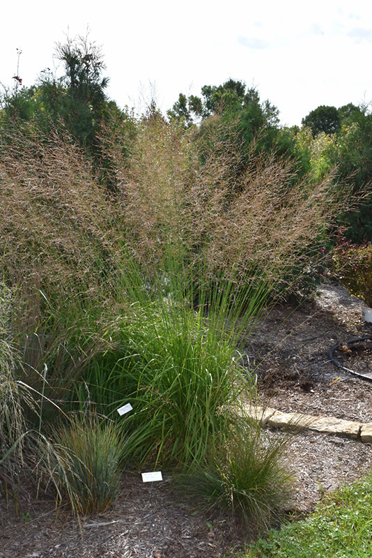 Molinia caerulea 'Skyracer'