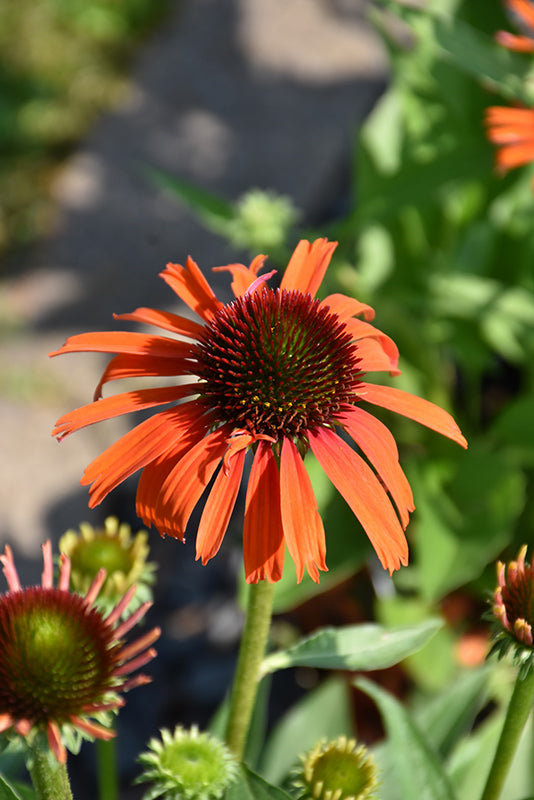 Echinacea 'Butterfly Orange Skipper'