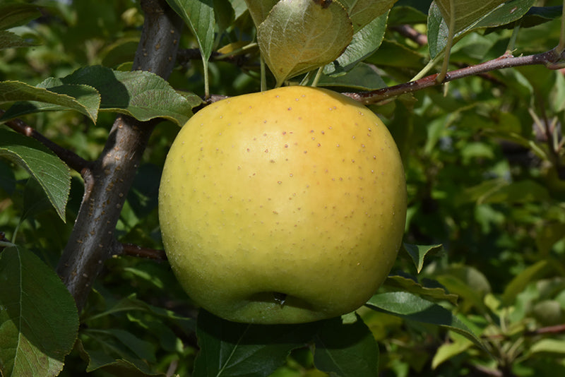 Apple - Malus 'Yellow Transparent'