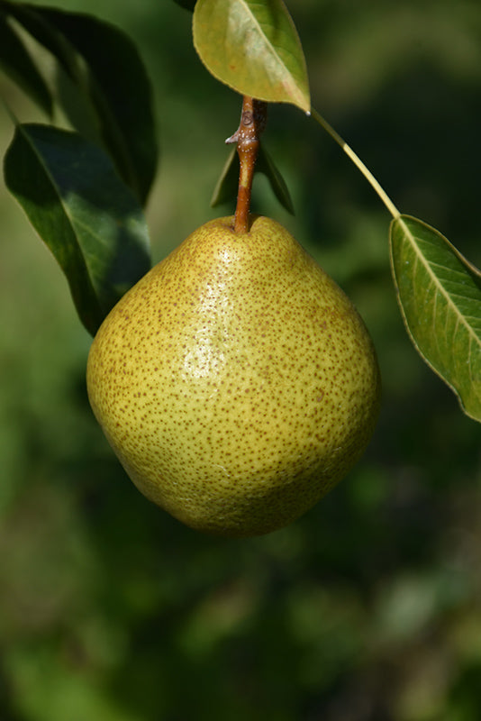 Pyrus communis 'Highland'