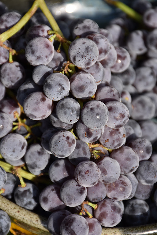 Vitis Sovereign Coronation Seedless Grape
