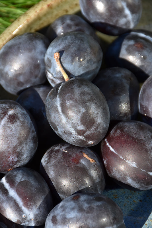 Plum - Prunus Domestica 'Stanley'