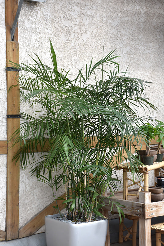 Chamaedorea cataractarum