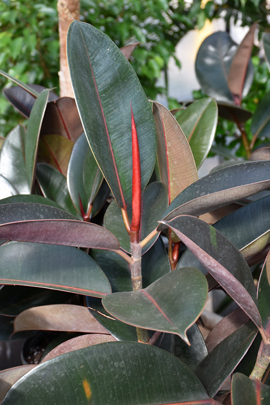 Ficus elastica 'Burgundy'