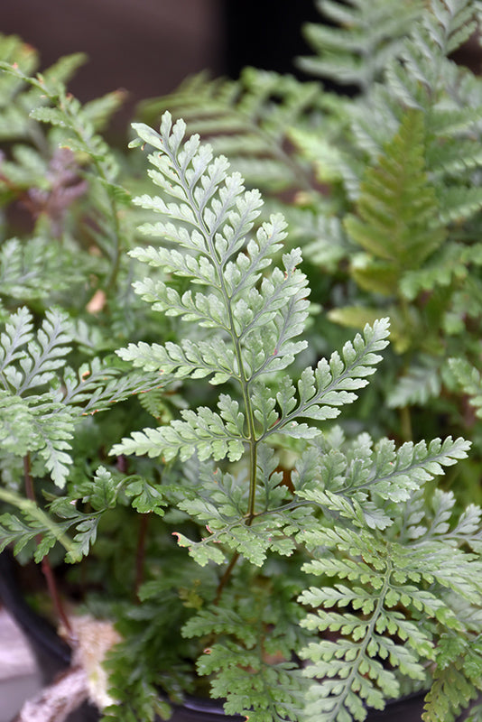 Davallia fejeensis