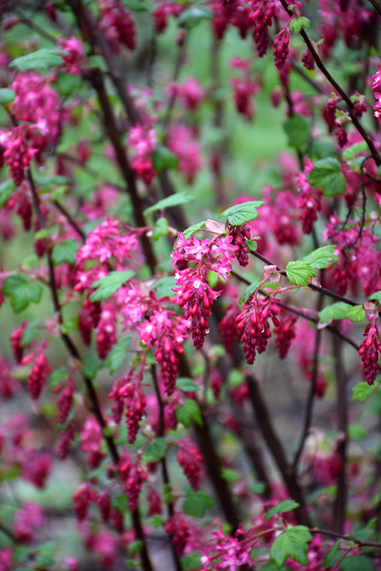 Ribes sanguineum 'King Edward VII'