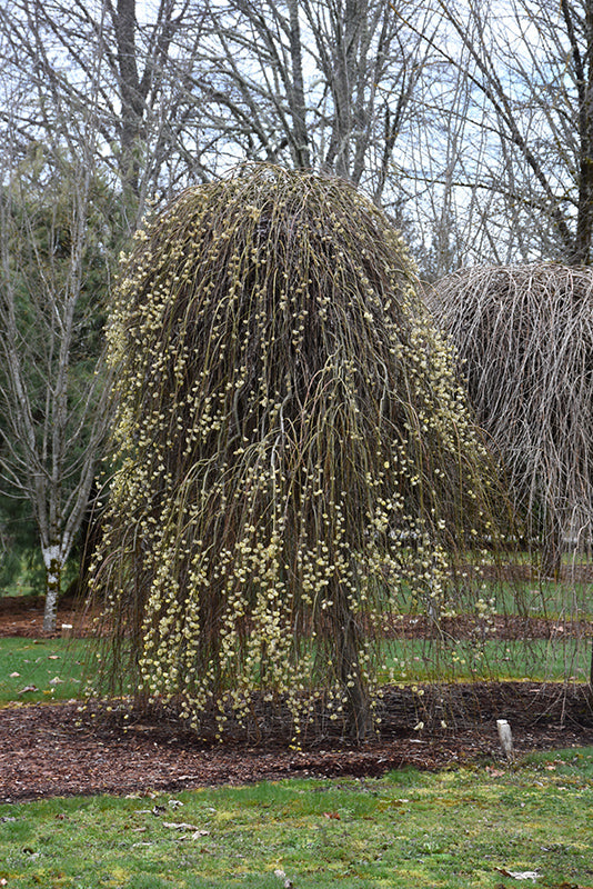 Salix caprea 'Pendula'