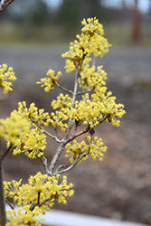 Cornus Saffron Sentinel