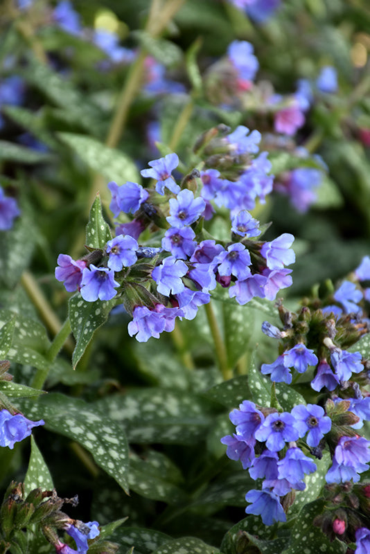 Pulmonaria 'Trevi Fountain'