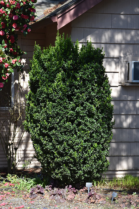 Euonymus japonicus 'Green Spire'