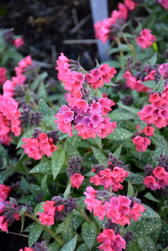 Pulmonaria 'Shrimps on the Barbie'