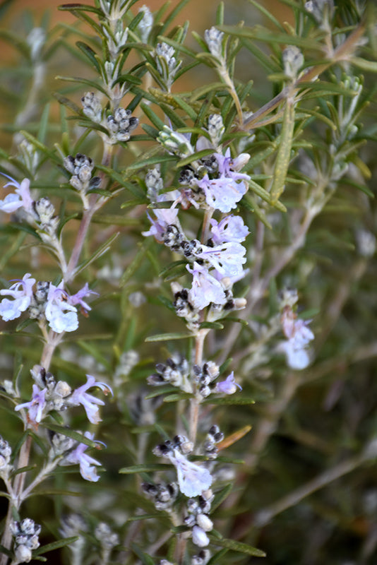 Rosmarinus 'Tuscan Blue'