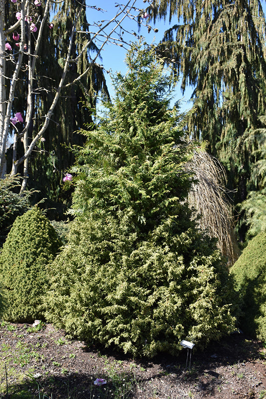 Chamaecyparis obtusa 'Mariesii