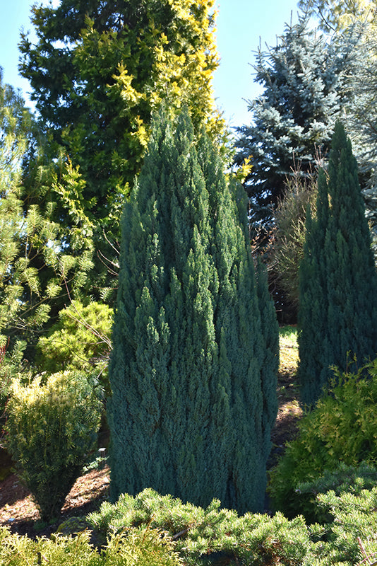 Chamaecyparis lawsoniana 'Ellwoodii'