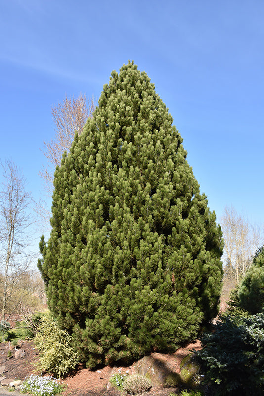 Pinus heldreichii 'Compact Gem'