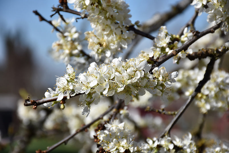 Plum - Prunus Salicina 'Satsuma'