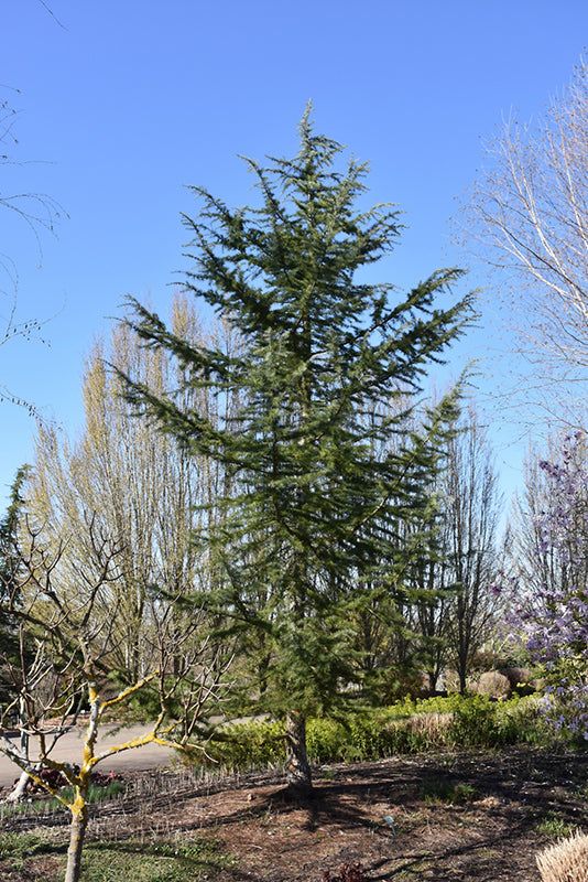 Cedrus deodara 'Bush's Electra'