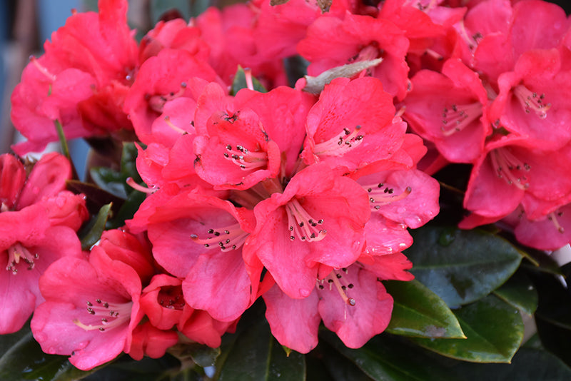 Rhododendron 'Cherries & Merlot'