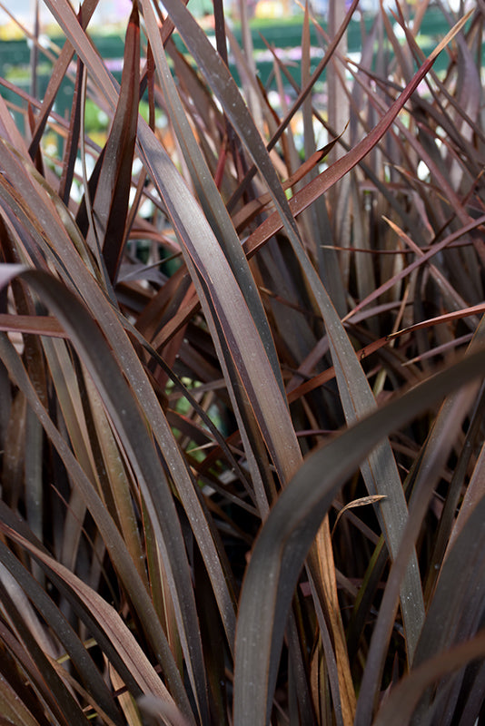 Phormium 'Amazing Red'