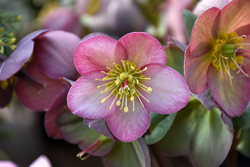 Helleborus 'Chery's Shine'