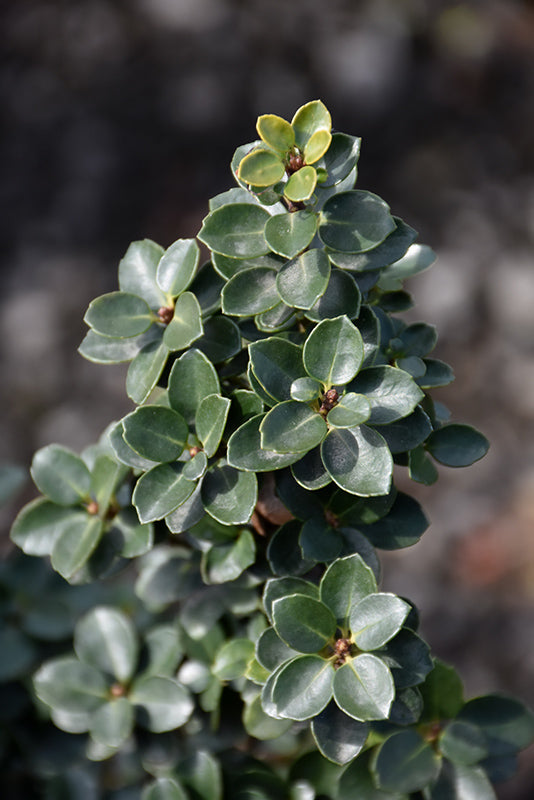 Ilex crenata 'Mariesii'