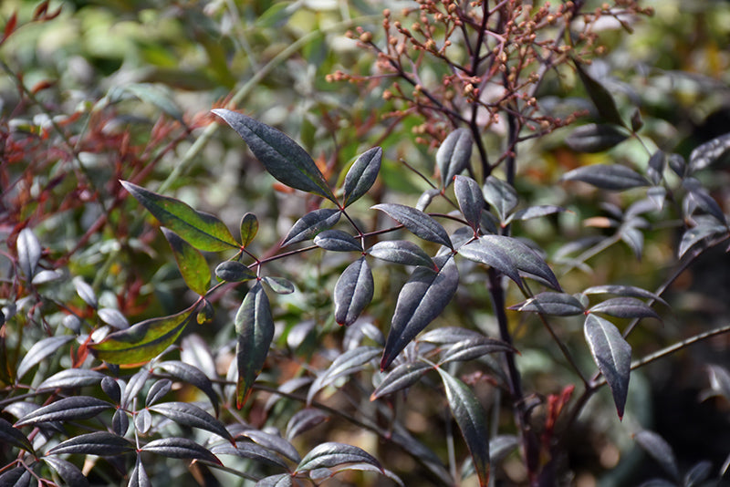 Nandina domestica 'Plum Passion'