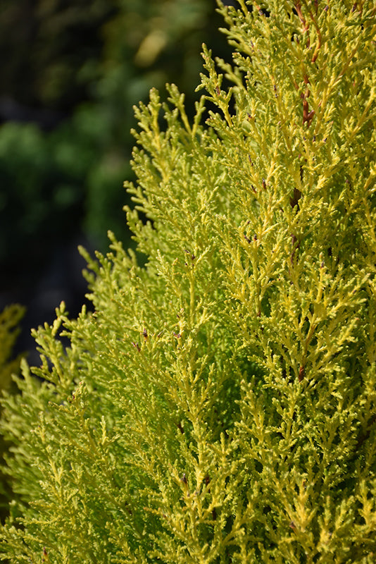 Cupressus macrocarpa 'Wilma Goldcrest'