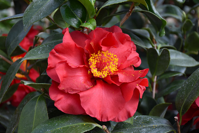 Camellia japonica 'Bob Hope'