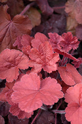 Heuchera 'Norther Exposure Red'