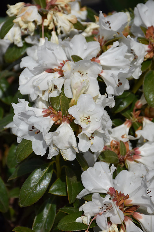 Rhododendron 'Snow Lady'