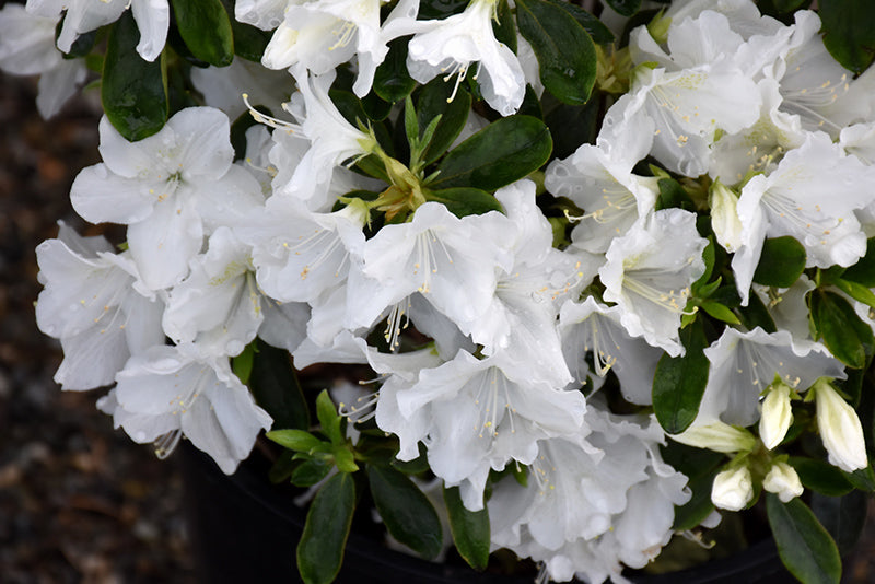 Azalea japonica 'Hino White'