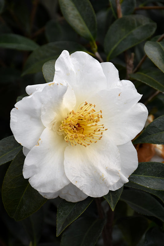 Camellia japonica 'Silver Waves'