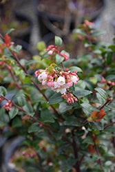 Vaccinium ovatum