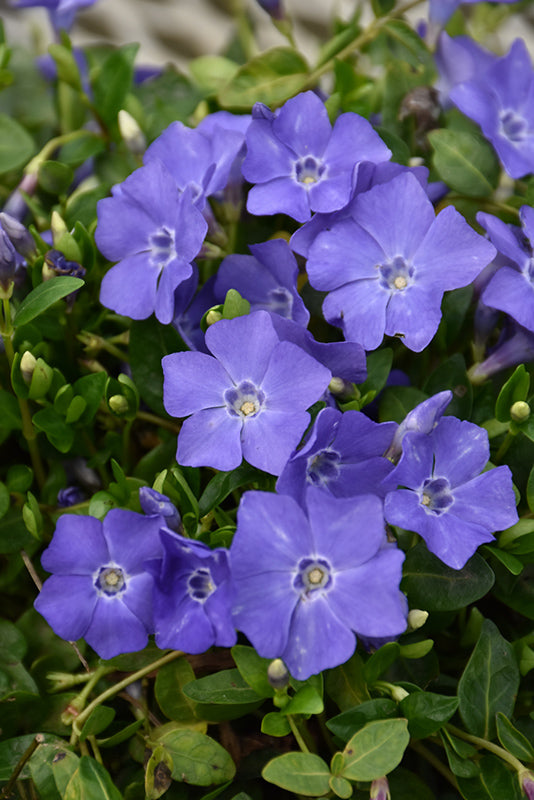 Vinca minor 'Bowles'